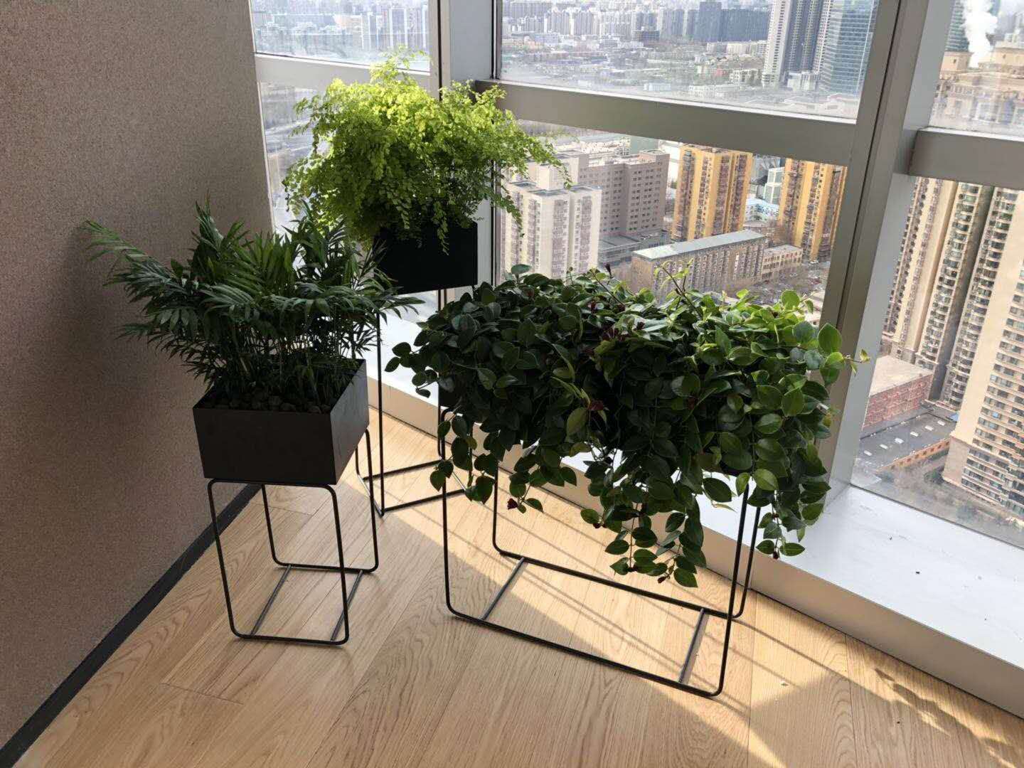 组合植物