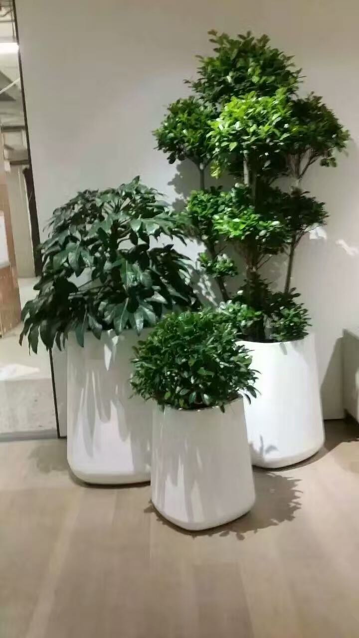 组合植物